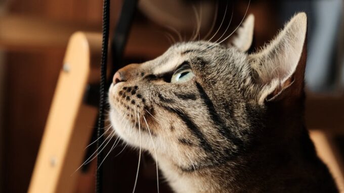 The Feline Mind: Unlocking the Secrets of Cat Intelligence in 2026