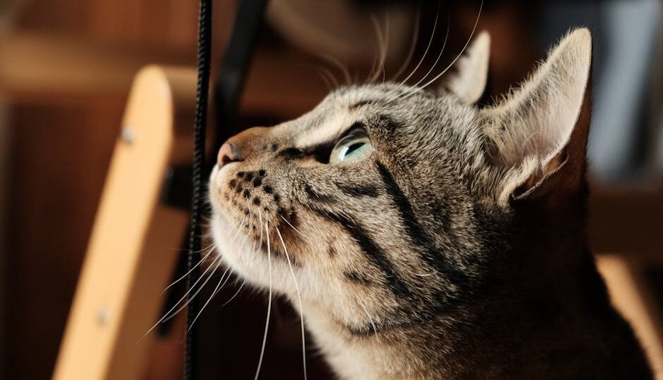 The Feline Mind: Unlocking the Secrets of Cat Intelligence in 2026