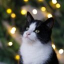 The Feline Festival Circuit: A New Trend in Cat Culture 2026