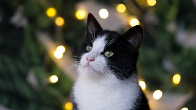 The Feline Festival Circuit: A New Trend in Cat Culture 2026