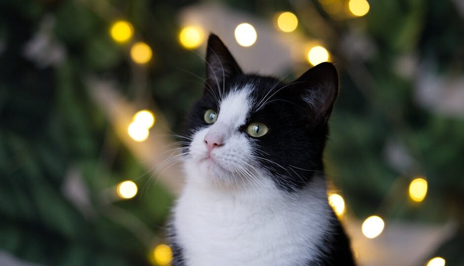 The Feline Festival Circuit: A New Trend in Cat Culture 2026