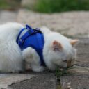 Outdoor Adventures: How to Safely Explore the Great Outdoors with Your Cat in 2026