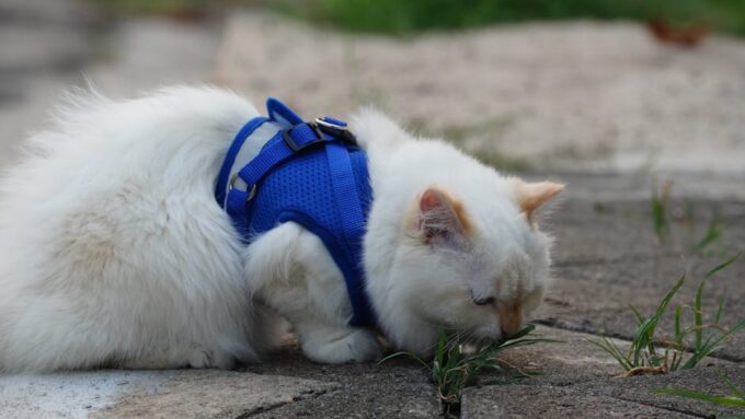 Outdoor Adventures: How to Safely Explore the Great Outdoors with Your Cat in 2026