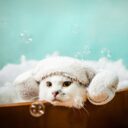 Cat Care 2026: The Rise of Holistic Wellness for Your Feline Friend