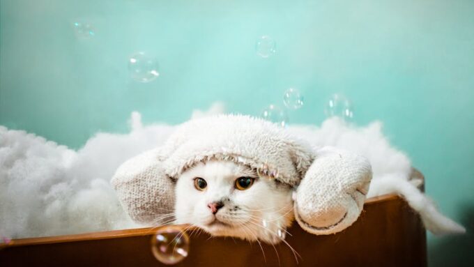 Cat Care 2026: The Rise of Holistic Wellness for Your Feline Friend