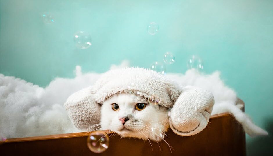 Cat Care 2026: The Rise of Holistic Wellness for Your Feline Friend