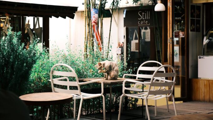 The Cat Café Renaissance: How 2026 is Redefining Feline Social Spaces