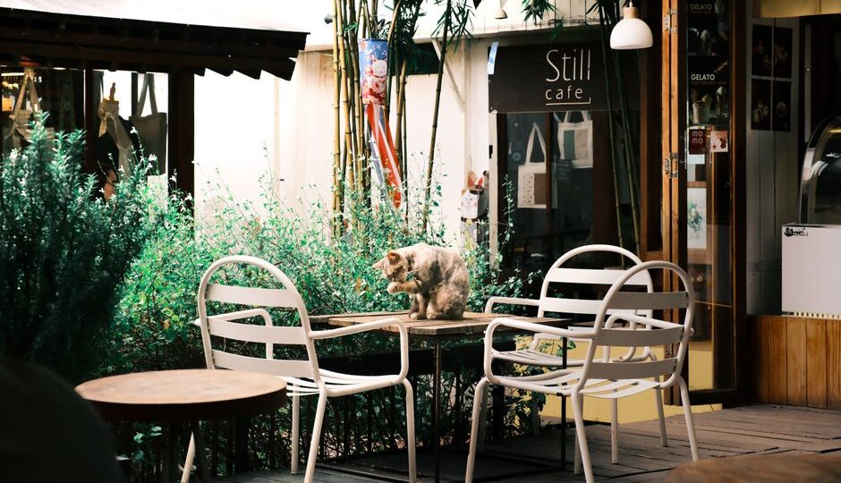 The Cat Café Renaissance: How 2026 is Redefining Feline Social Spaces