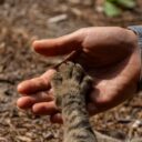 Whisker Wonders: The Role of Cats in Mental Health Support in 2026