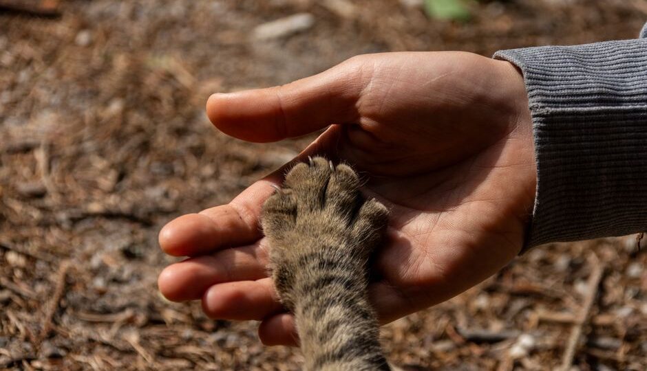 Whisker Wonders: The Role of Cats in Mental Health Support in 2026