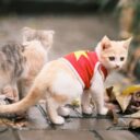 Feline Fashion Forward: Dressing Your Cat with Style and Comfort in 2026