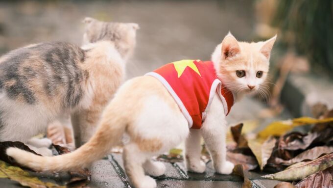 Feline Fashion Forward: Dressing Your Cat with Style and Comfort in 2026