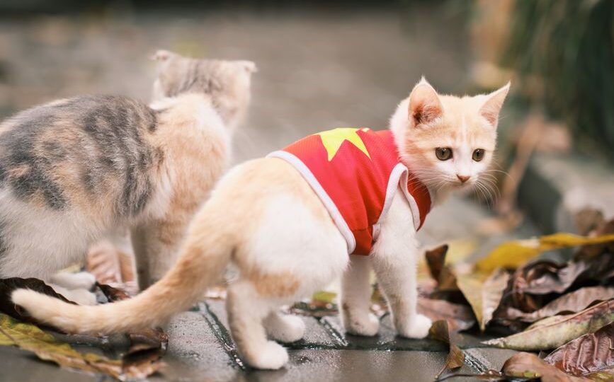 Feline Fashion Forward: Dressing Your Cat with Style and Comfort in 2026