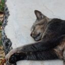 Whiskers of the Future: The Role of AI in Revolutionizing Cat Care by 2026