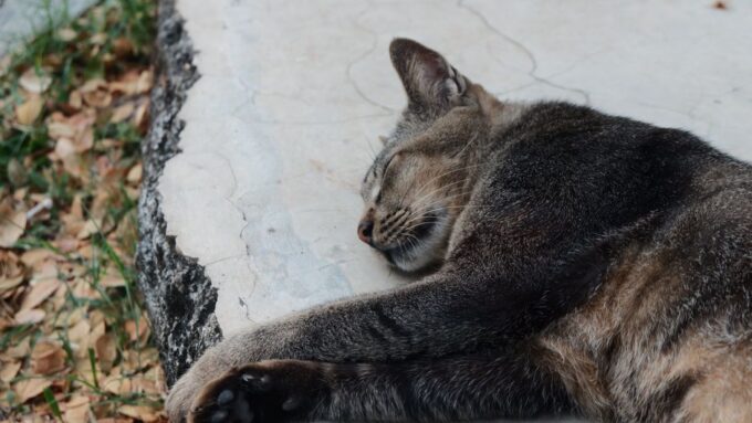 Whiskers of the Future: The Role of AI in Revolutionizing Cat Care by 2026