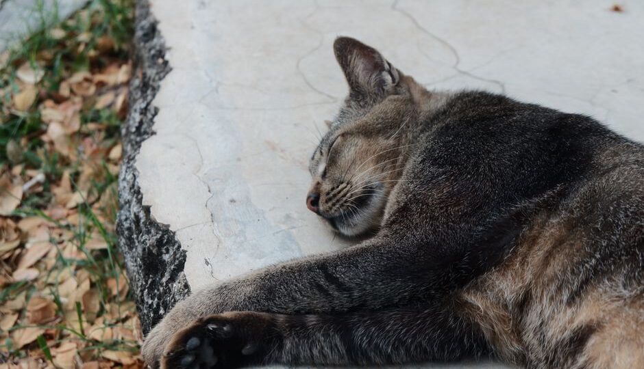 Whiskers of the Future: The Role of AI in Revolutionizing Cat Care by 2026