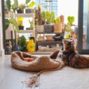 The Eco-Friendly Feline: Sustainable Cat Care in 2026