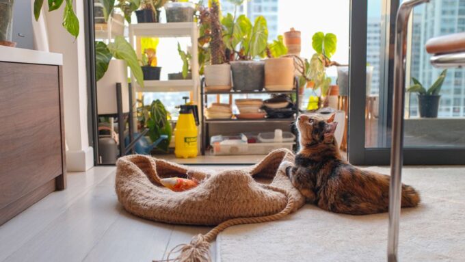 The Eco-Friendly Feline: Sustainable Cat Care in 2026