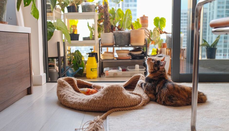 The Eco-Friendly Feline: Sustainable Cat Care in 2026