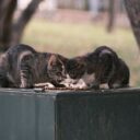 Gourmet Cat Cuisine: Crafting Delicious and Nutritious Meals for Your Feline in 2026