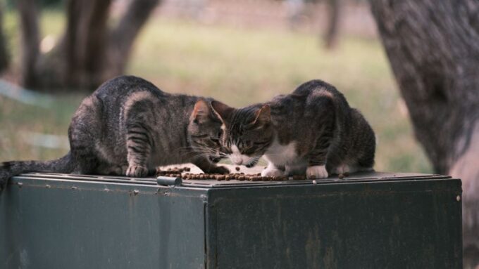 Gourmet Cat Cuisine: Crafting Delicious and Nutritious Meals for Your Feline in 2026