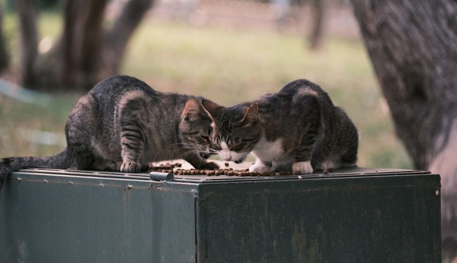 Gourmet Cat Cuisine: Crafting Delicious and Nutritious Meals for Your Feline in 2026