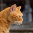 Whisker Wisdom: Nurturing the Senior Cat Experience in 2026