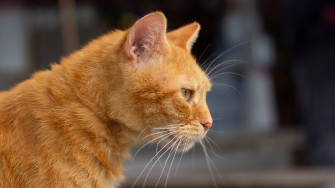 Whisker Wisdom: Nurturing the Senior Cat Experience in 2026