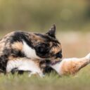 The Unseen World of Cat Microbiomes: How to Nurture Your Feline’s Gut Health in 2026