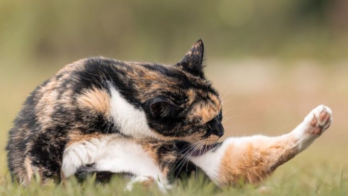 The Unseen World of Cat Microbiomes: How to Nurture Your Feline’s Gut Health in 2026