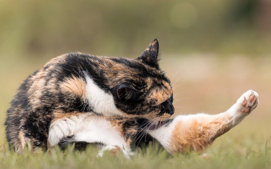 The Unseen World of Cat Microbiomes: How to Nurture Your Feline’s Gut Health in 2026