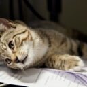 The Purrfect Balance: Combining Work and Cat Parenting in 2026