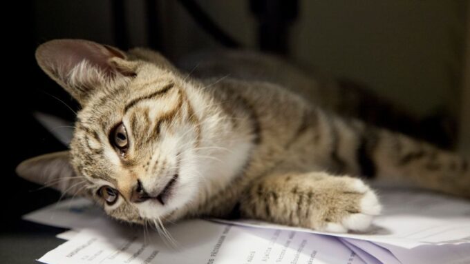 The Purrfect Balance: Combining Work and Cat Parenting in 2026