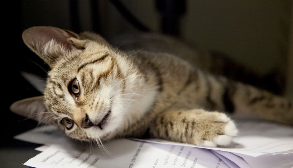 The Purrfect Balance: Combining Work and Cat Parenting in 2026