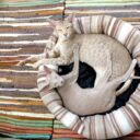 Feline Futures: Navigating the World of Designer Cat Breeds in 2026
