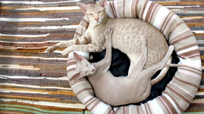 Feline Futures: Navigating the World of Designer Cat Breeds in 2026