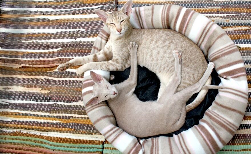 Feline Futures: Navigating the World of Designer Cat Breeds in 2026