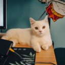 The Cat Tech Revolution: New Gadgets Transforming Feline Life in 2026