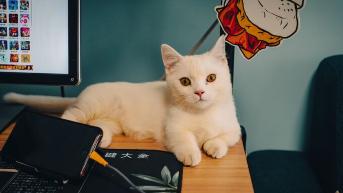 The Cat Tech Revolution: New Gadgets Transforming Feline Life in 2026