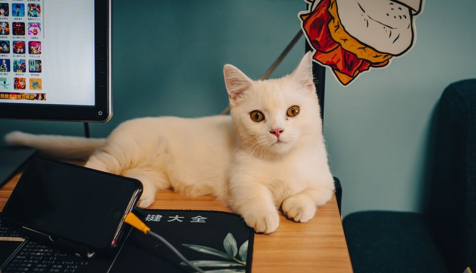 The Cat Tech Revolution: New Gadgets Transforming Feline Life in 2026