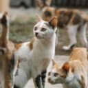 Decoding Cat Communication: Understanding Your Feline Friend in 2026