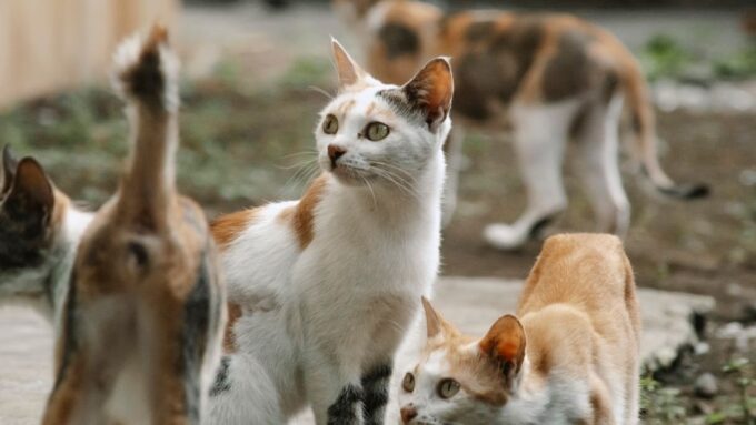 Decoding Cat Communication: Understanding Your Feline Friend in 2026