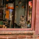 The Cat Cafe Culture Phenomenon: How These Cozy Havens are Transforming Urban Life in 2026