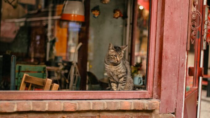 The Cat Cafe Culture Phenomenon: How These Cozy Havens are Transforming Urban Life in 2026