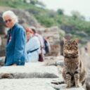 The Kitty Travel Chronicles: Exploring the Globe with Your Cat in 2026