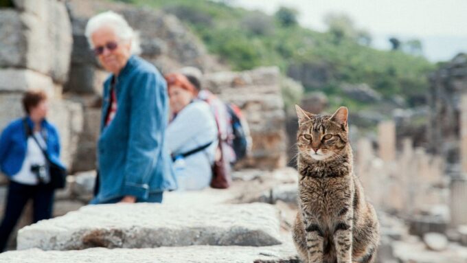 The Kitty Travel Chronicles: Exploring the Globe with Your Cat in 2026