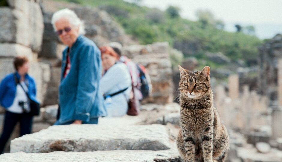 The Kitty Travel Chronicles: Exploring the Globe with Your Cat in 2026
