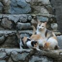 A Symphony of Purrs: Creating a Multi-Cat Household Harmony in 2026