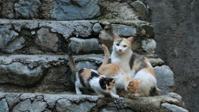 A Symphony of Purrs: Creating a Multi-Cat Household Harmony in 2026