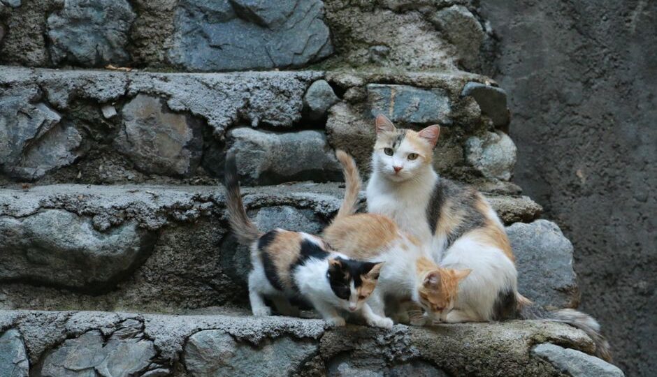 A Symphony of Purrs: Creating a Multi-Cat Household Harmony in 2026